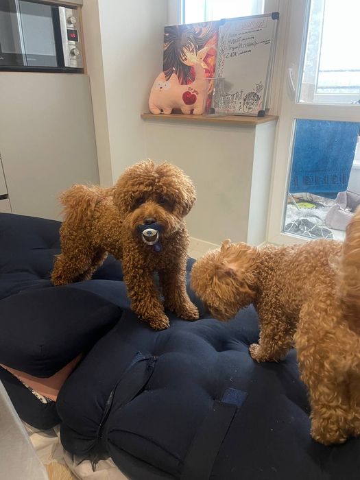 В'язка той пудель