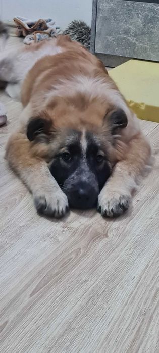 Oddam cudownego szczeniaczka (suczka)