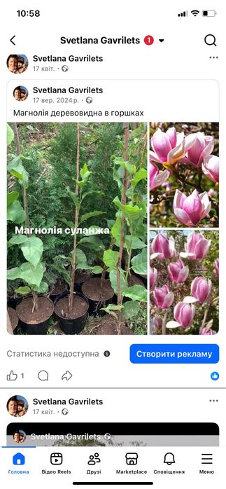 Магнолія Суланжа