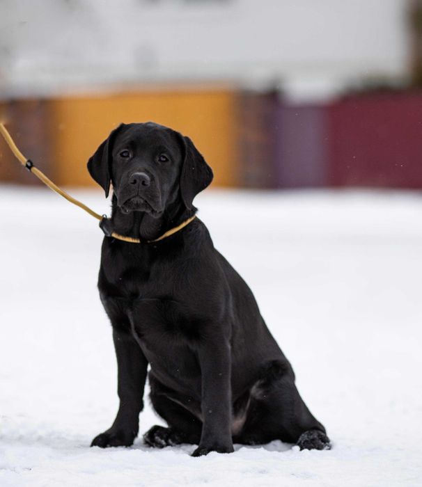 Наша неймовірна дівчинка
