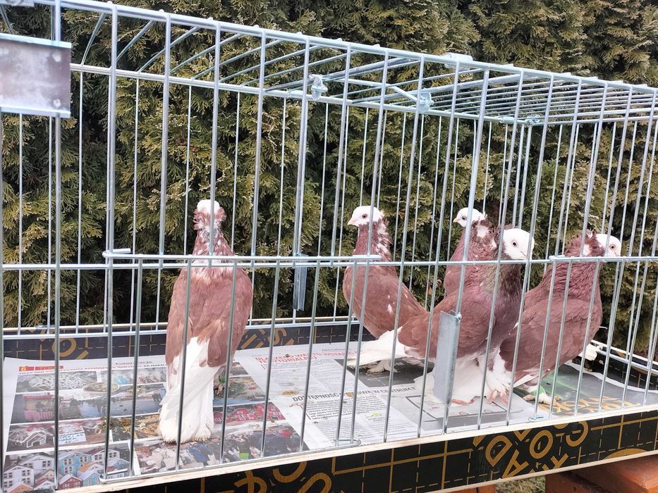 Białogłówka, Wajskopy czerwone Samce ,Samice