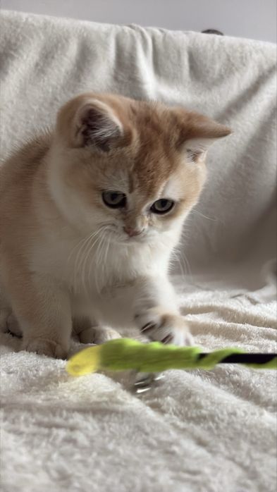 Chłopczyk brytyjski