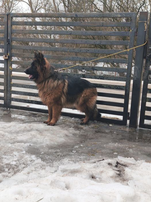 Owczarek niemiecki długowłosy ,,suka,,