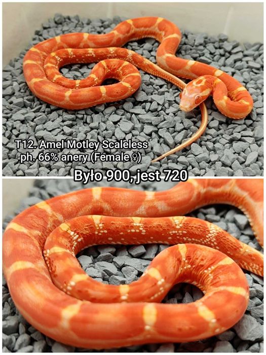 Wąż zbożowy / Amel Motley Scaleless ph. 66% anery / Wyjątkowa Samica