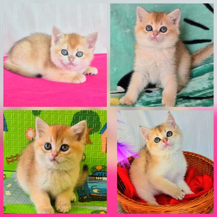 Супер гарні кошенята золота шиншила