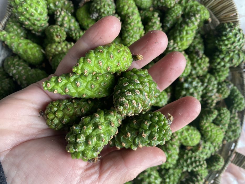 Продам молоді соснові шишки.
