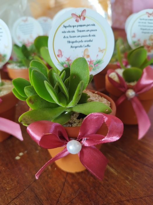 Suculentas personalizadas