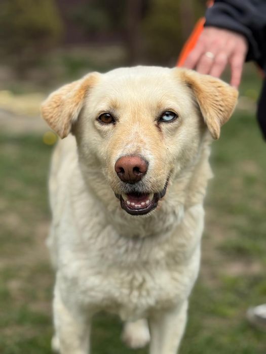 Piesek około trzy lata