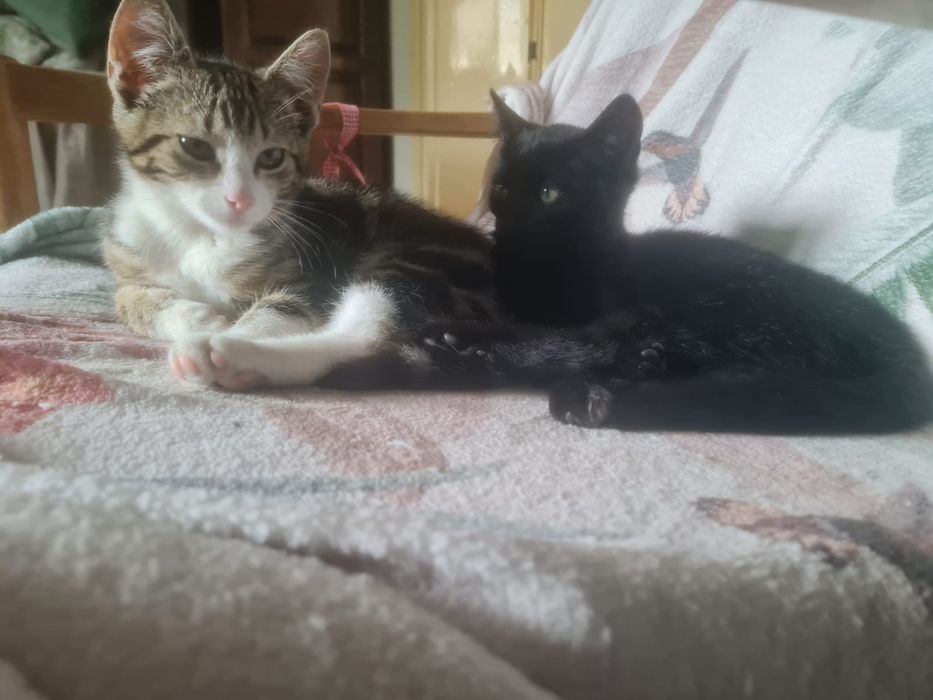 Igorek i Michaś do adopcji