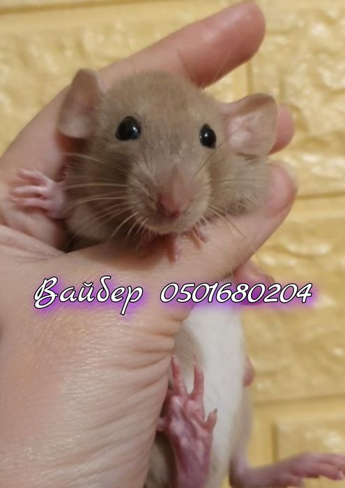 Крыса Дамбо карамель шоколад много окрасов