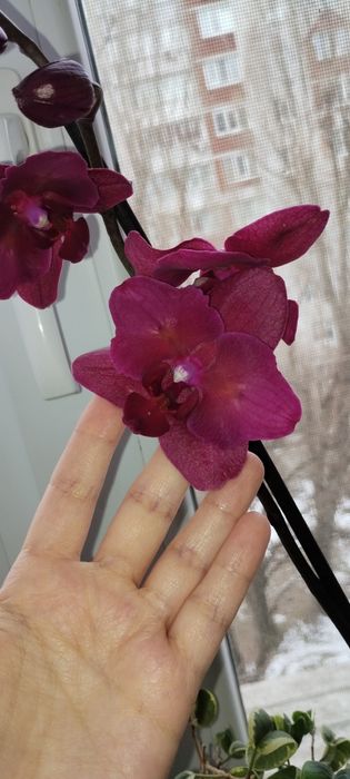 Орхидея бабочка Паваротти детки