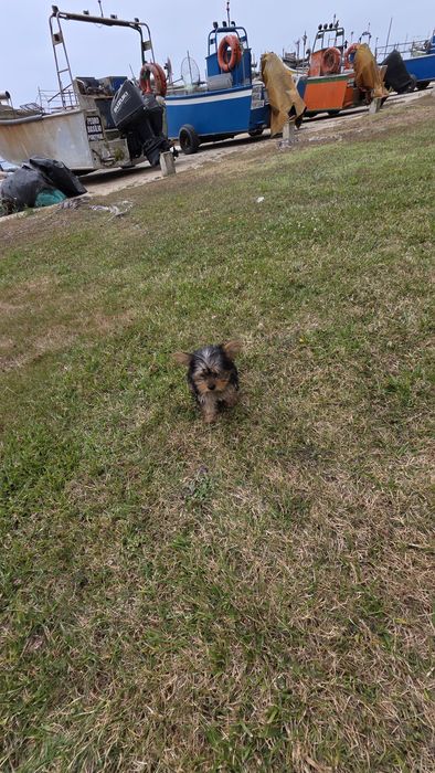 Yorkhire terrier fêmea mini