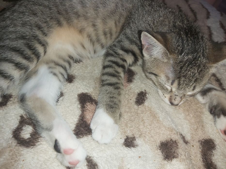 Kocurek do adopcji