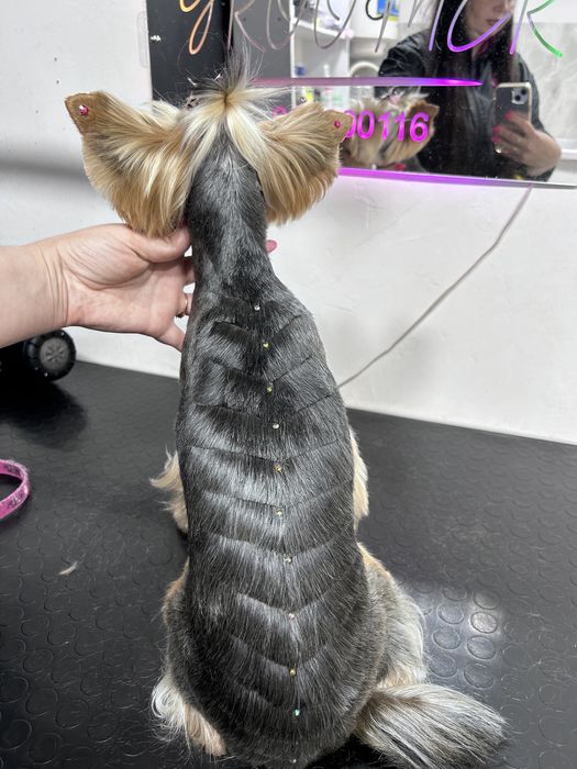 Грумінг, грумер, стрижка собак! Лівий берег( Калинова)