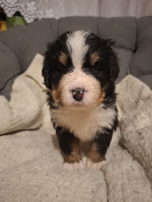 Berneński pies pasterski