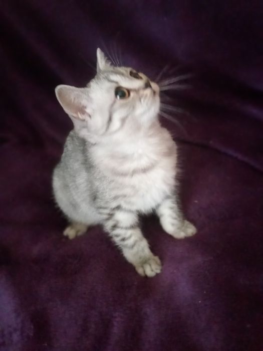 Пропонується к продажу шотландськи діточки