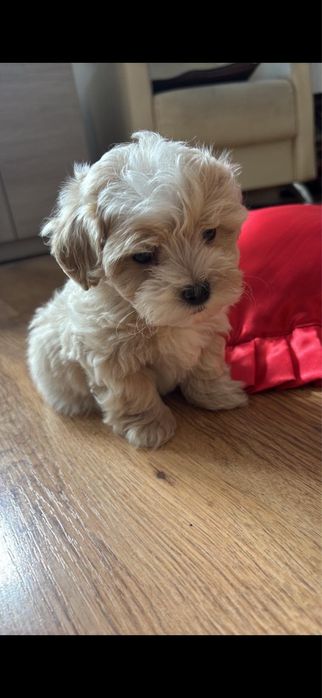 Piesek maltipoo f1