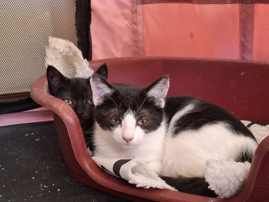 Gatinho bebé procura família