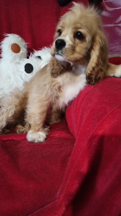 Американський кокер-спаніель.