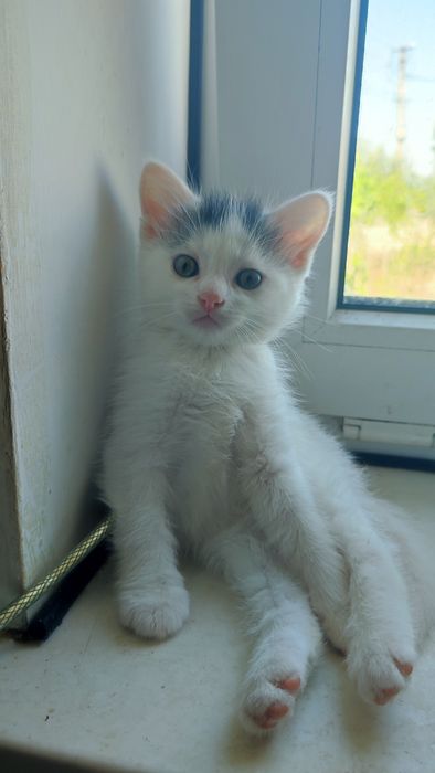 Кошенята в дбайливі ручки!