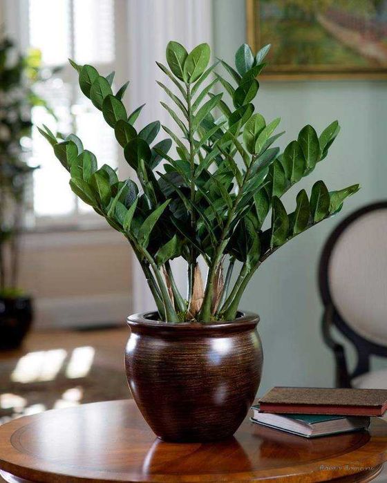 Заміокулькас, доларове дерево / долларовое дерево