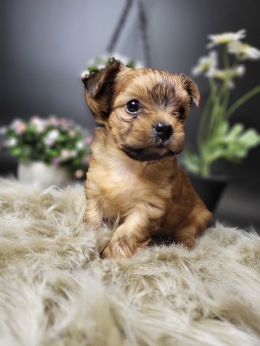 Дівчинка йоршерський терєр в забарвленням Голдаст