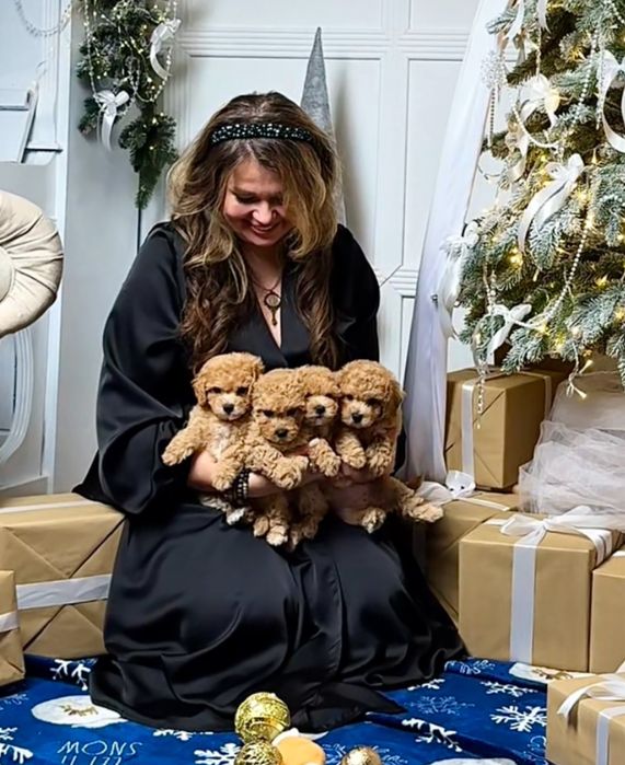 Цуценята мальтіпу ф1.  Шикарні VIP міні мальтіпу 3  міс. Мальтіпу