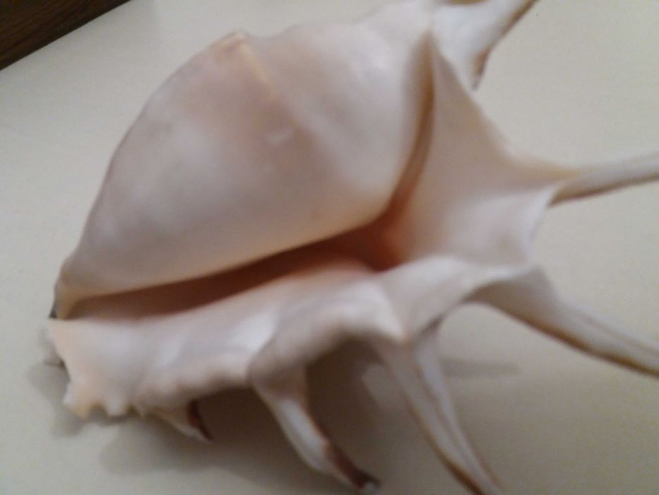 Ракушки для аквариума.