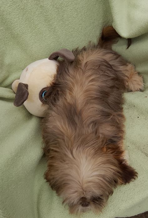 Suczka gotowa do odbioru 4 miesiące Shih tzu