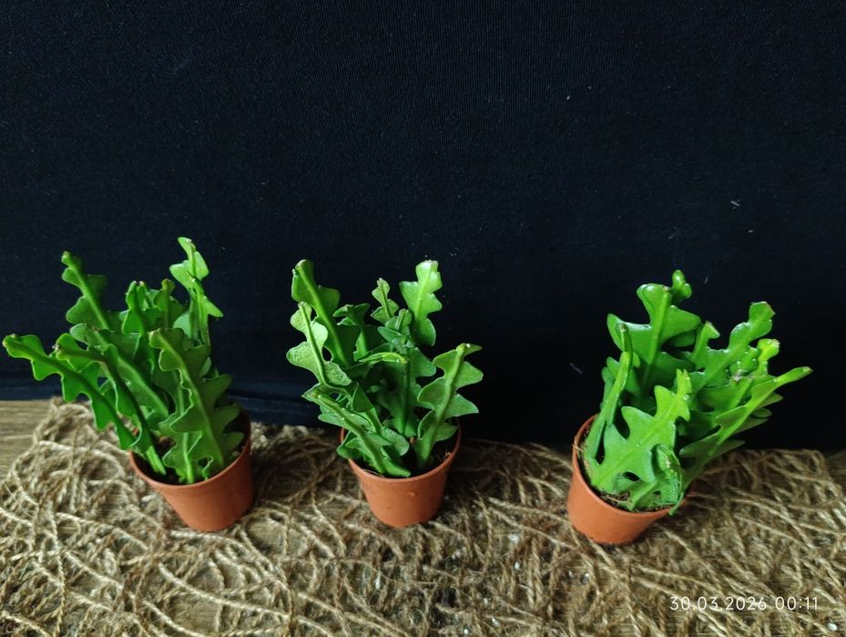 Epiphyllum anguliger,