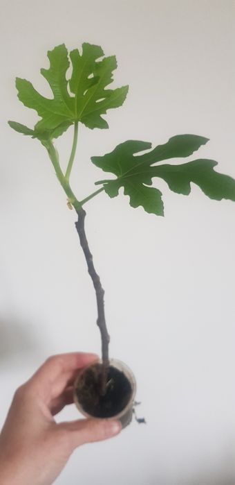 Инжир саженец укорененный