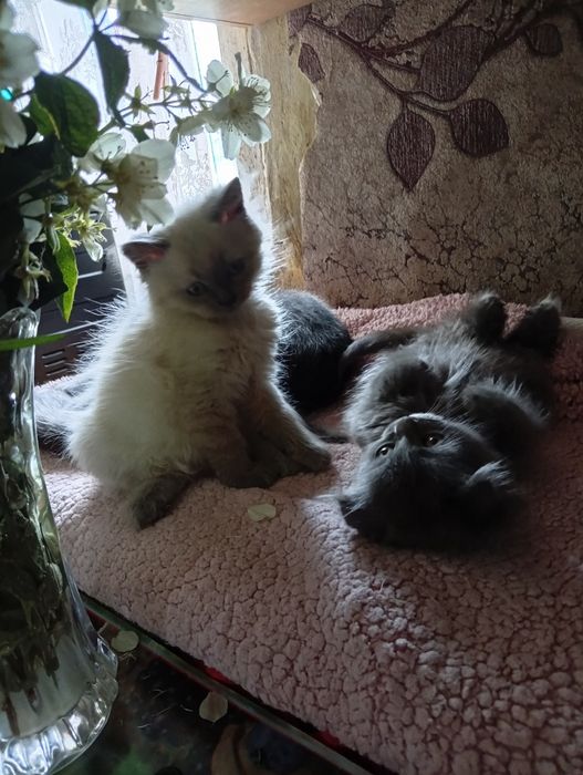 Продаються кошенята.шотланска вислоуха і скотіш фолдРодились 08.04.202