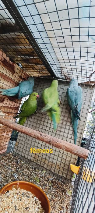 Ring neks reprodutores