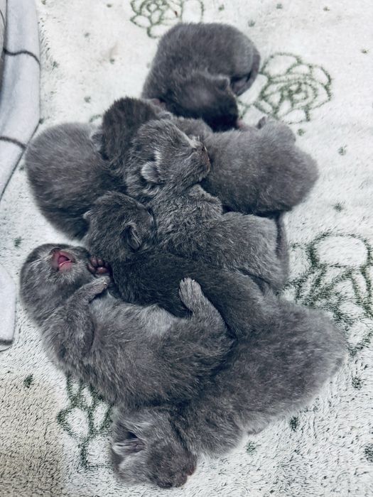 Шотландські кошенята/Scottish cats/Scottish fold/straight