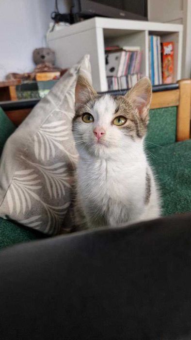 Koci Maluch Tościk do adopcji (dokocenie)