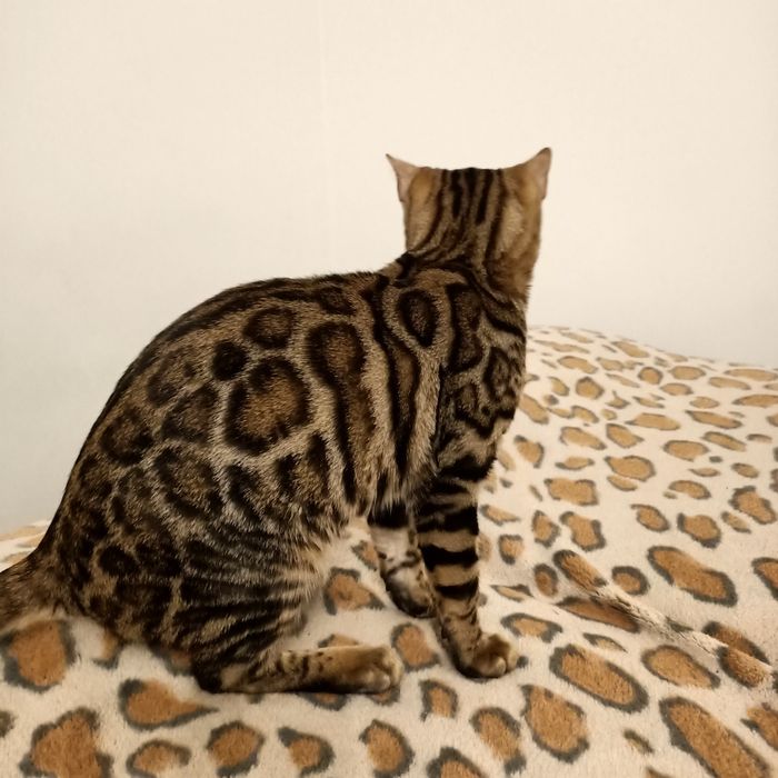 Kot bengalski rodowód FPL/FIFE