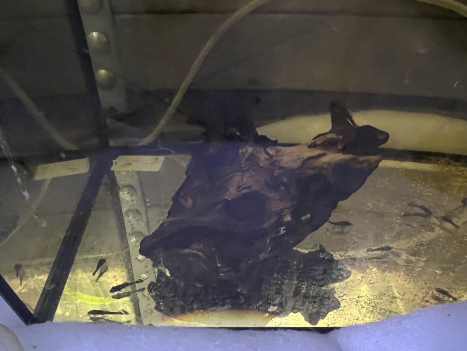 Zbrojnik Ancistrus rożne odmiany