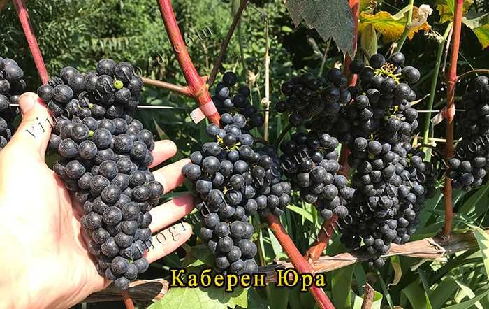 Виноград для соку та вина (саджанці технічних сортів)