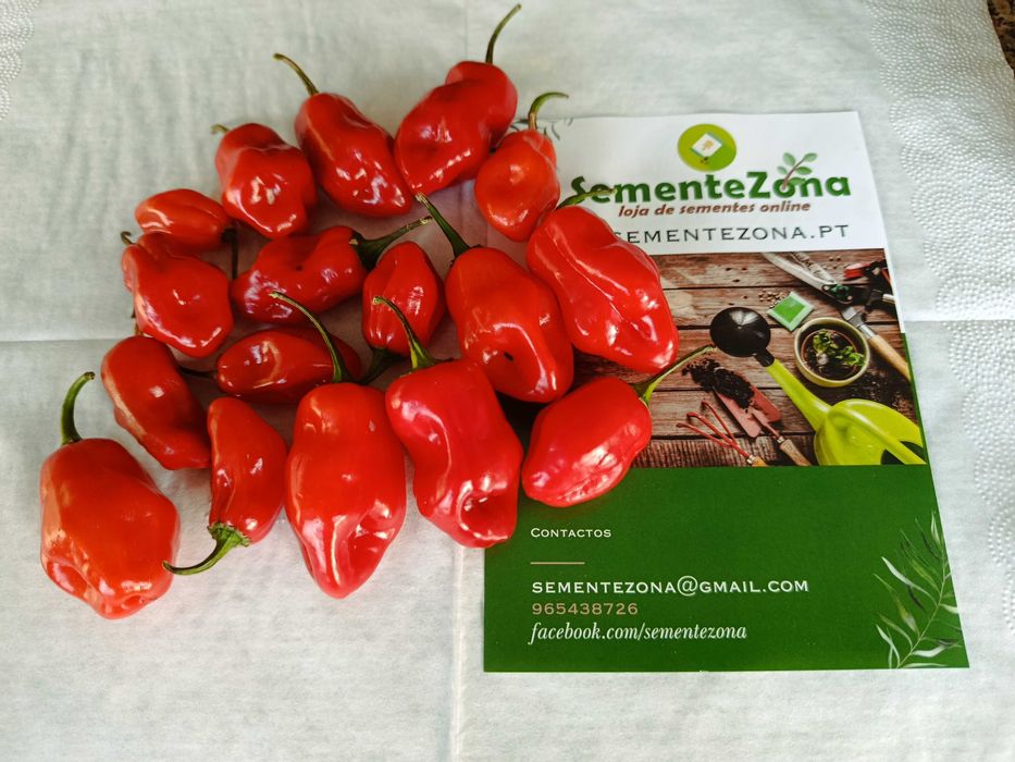Sementes - Conjunto/Lote de 4 variedades de pimentos picantes