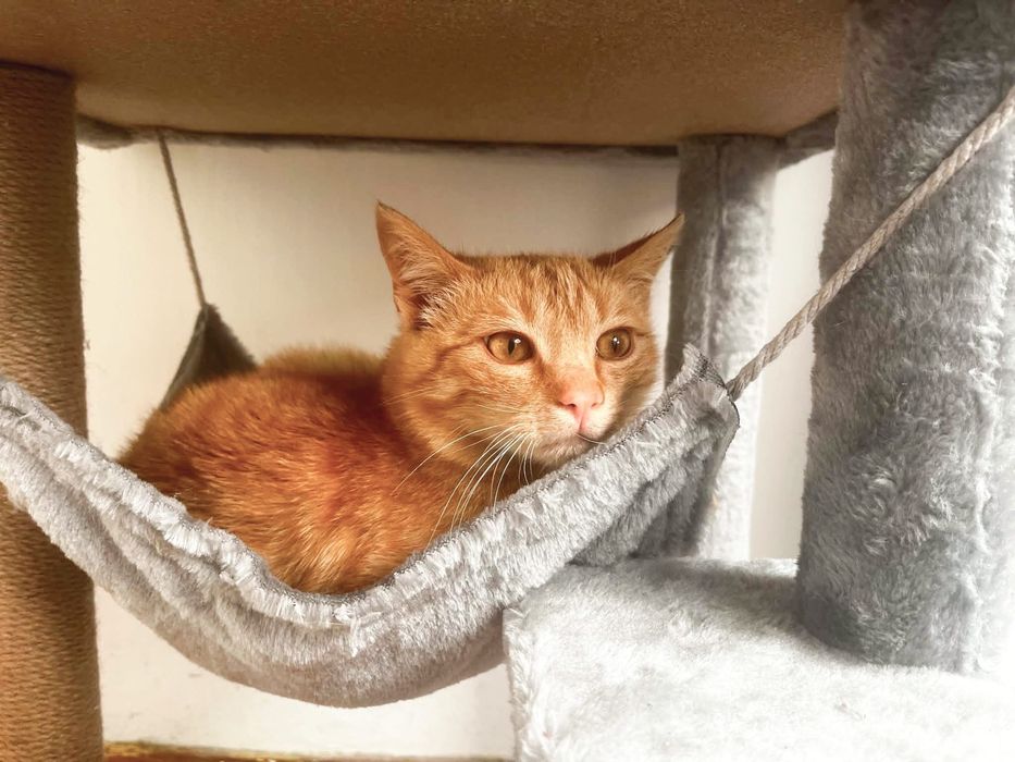 Rozmruczany rudy  8 miesięczny kotek do adopcji