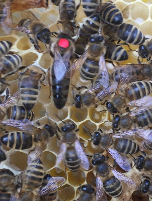 Бджоломатки КАРНИКА Плідні матки 2025 року Пчеломатки Бджолині матки