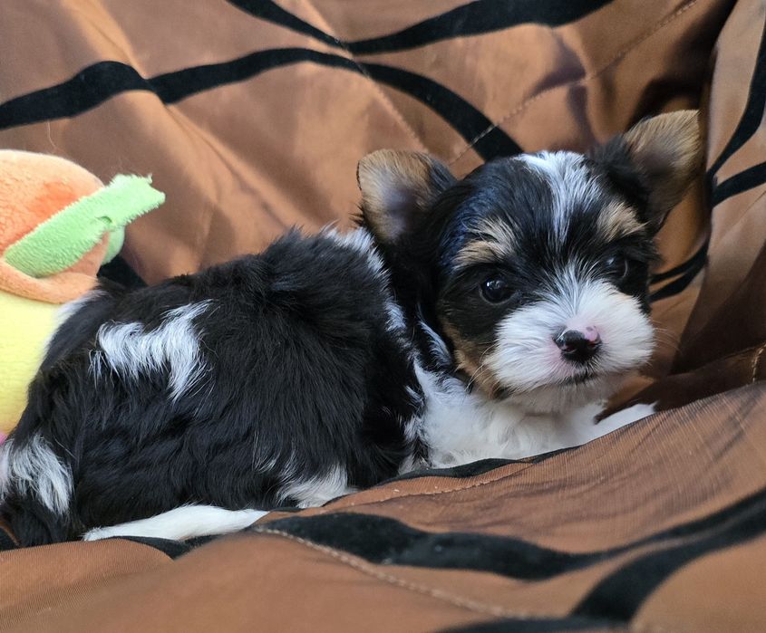 York biewer -mini  uroczy chłopczyk !