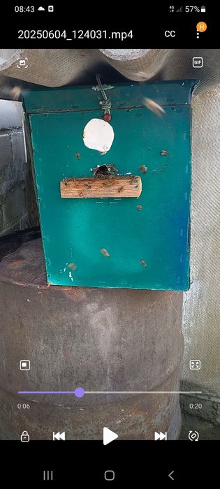 Продам рій бжіл 4рм.