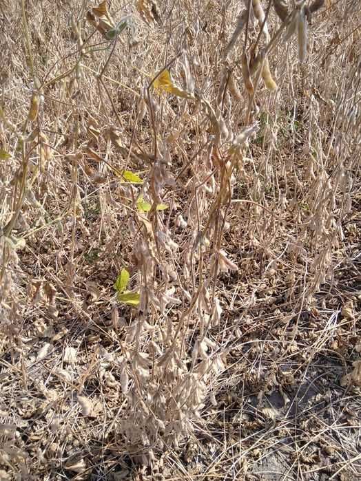 Семена канадской сои OLDHAM, WINONA. Первая репродукция.