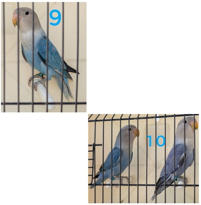 Agapórnis roseicollis