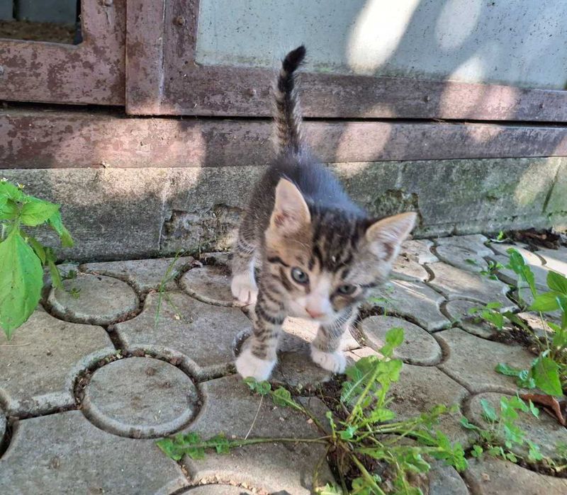 Віддам котиків безкоштовно