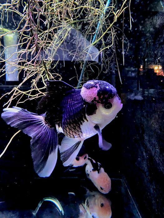 Welonka tricolor/ ranchu/ Rosetail oranda gradacja AAA