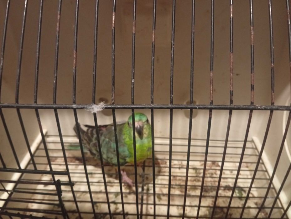 Agapórnis caturras bengalins kakariquis e red rumped