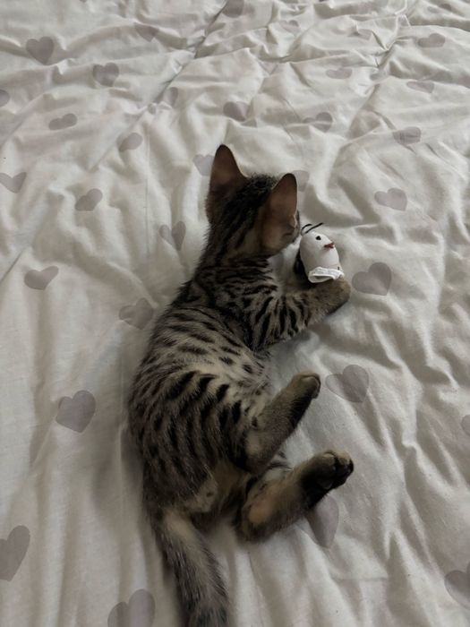 бенгальский котенок