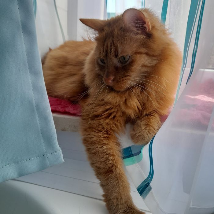 Oddam kota w dobre ręce